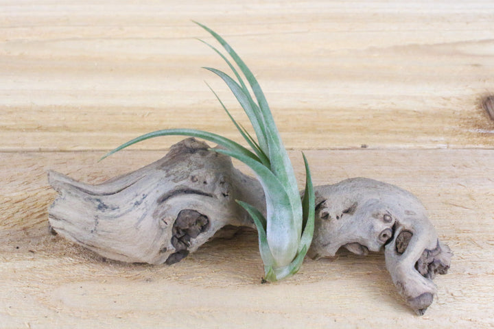 Tillandsia Circinata 'Paucifolia' Air Plant