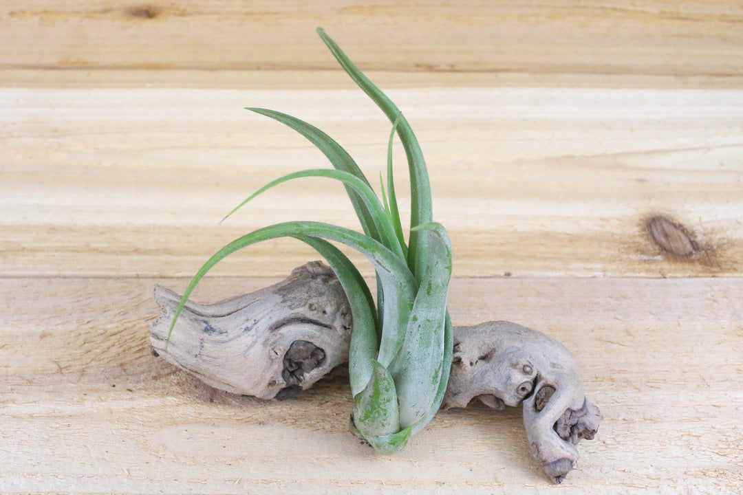 tillandsia circinata air plant