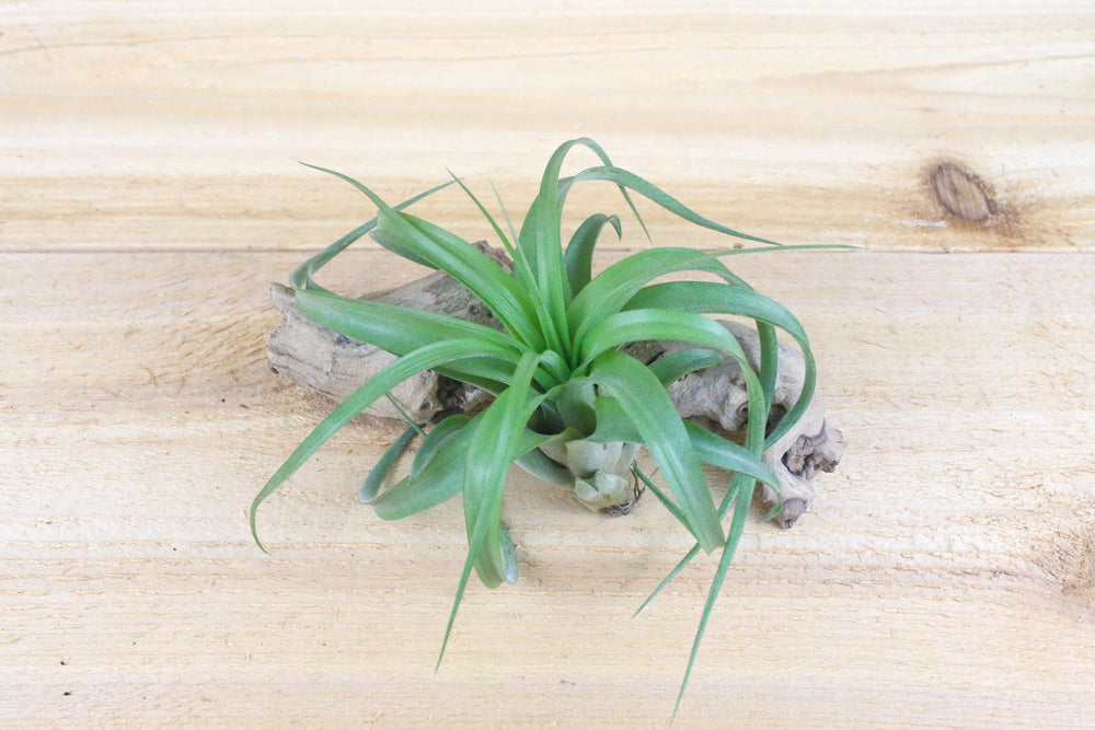 Tillandsia Streptophylla Hybrid Air Plants Variety 'Eric Knoblock'