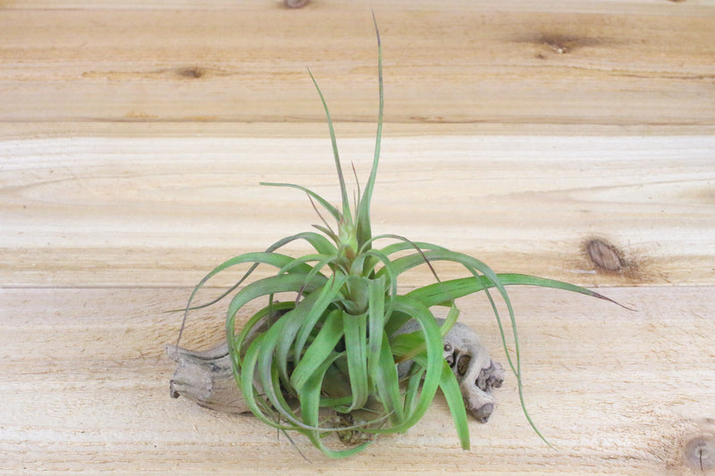 Tillandsia Streptophylla Hybrid Air Plants Variety &