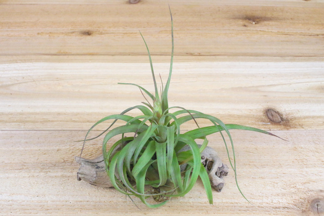 Tillandsia streptophylla hybrid air plant