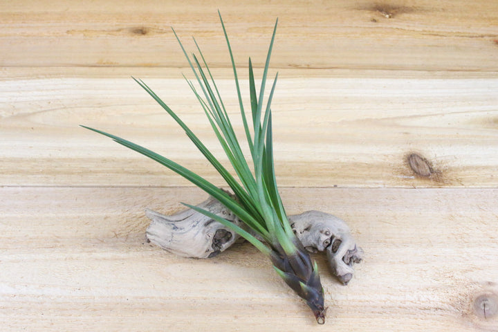 tillandsia melanocrater air plant