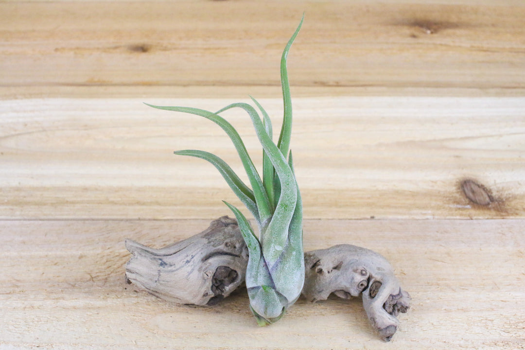 tillandsia caput meduase air plant