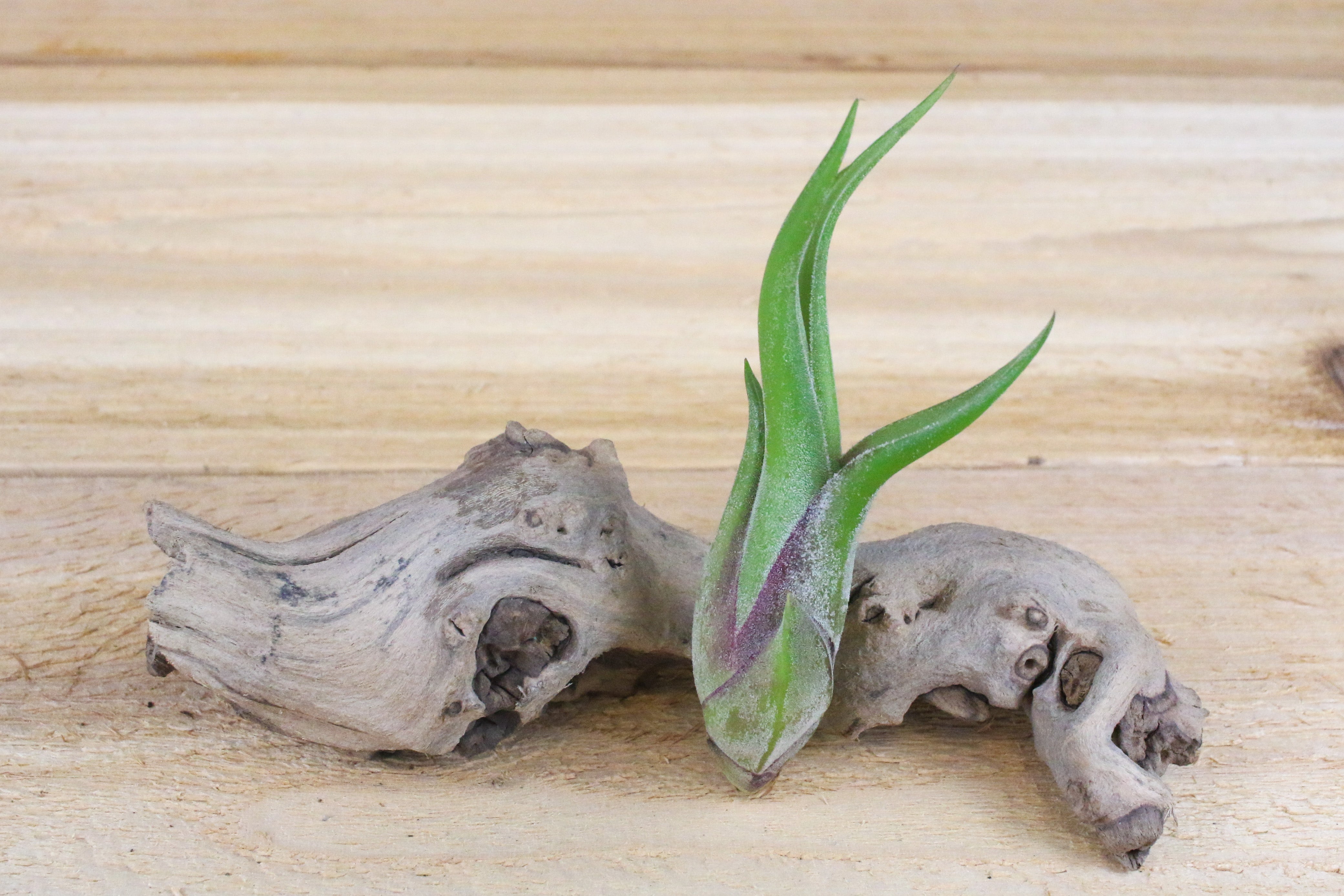 Tillandsia Caput Medusae Air Plants - Thumbnail 3