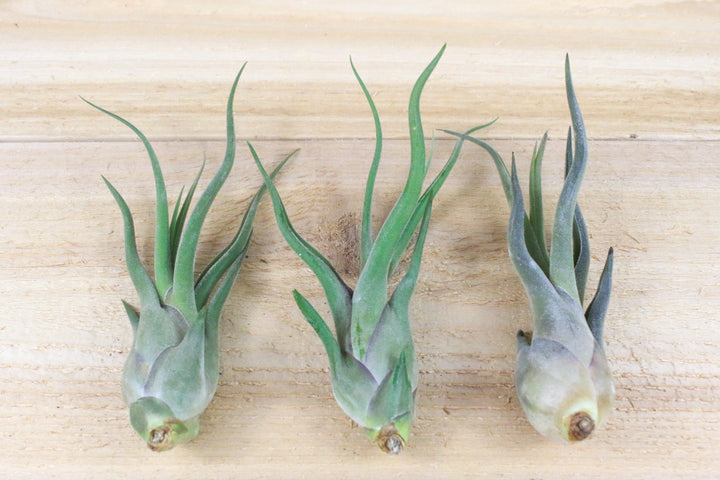 3 tillandsia caput medusae air plants