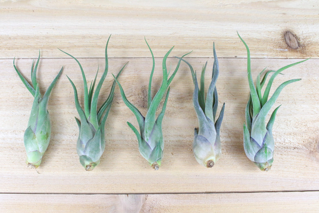 five Tillandsia Caput Medusae Air Plants