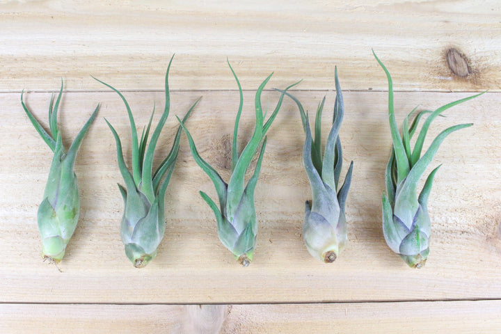 5 tillandsia caput medusae air plants