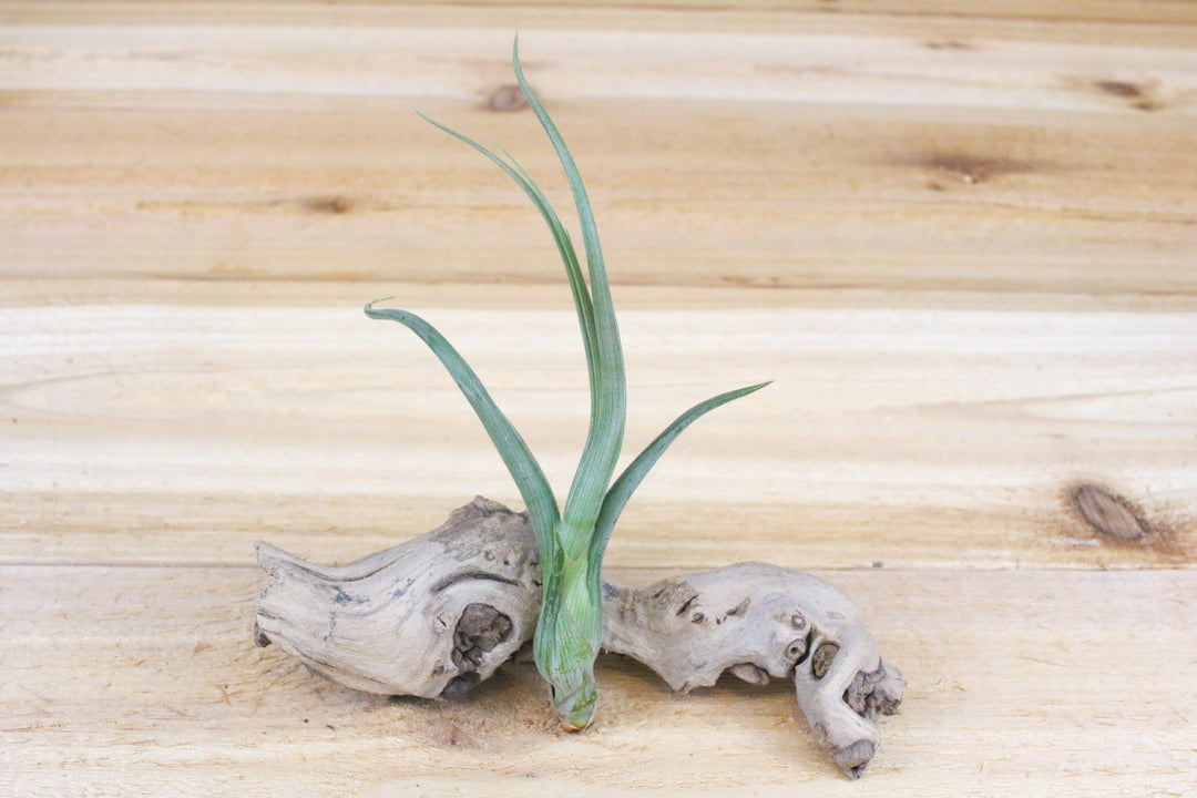 pseudobaileyi air plant Tillandsia Baileyi 'Pseudobaileyi' Air Plants, Regular / 3 Pack