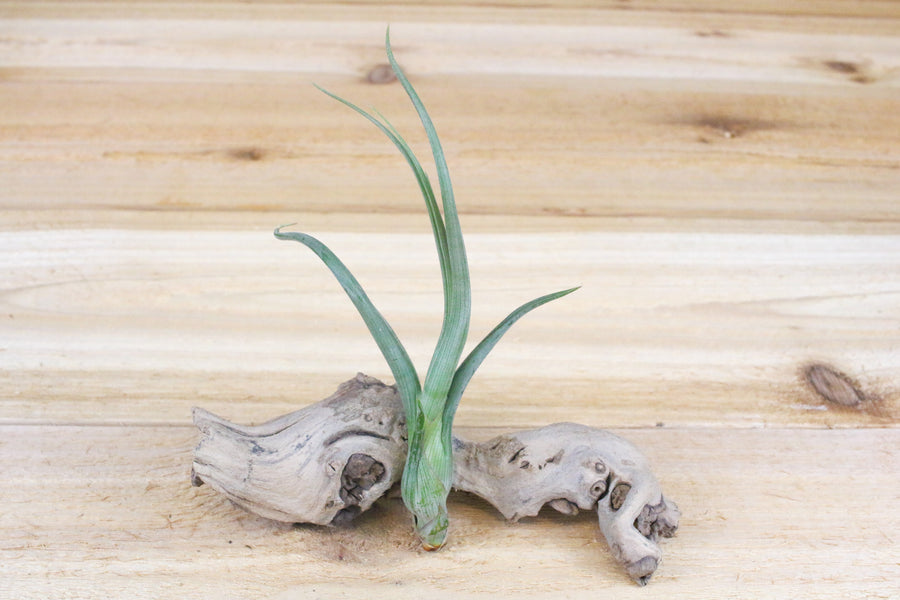 Tillandsia Baileyi 'Pseudobaileyi' Air Plant