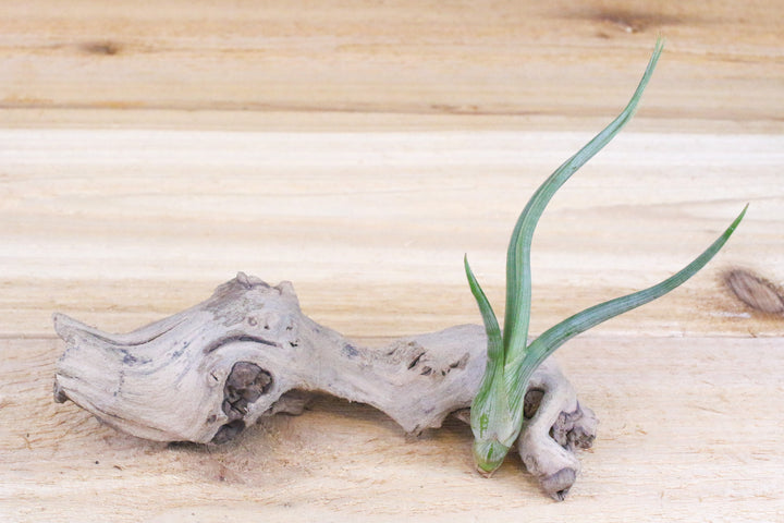 tillandsia baileyi air plant