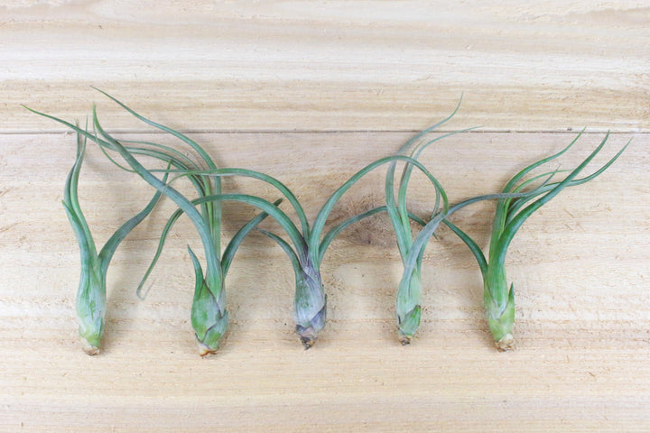 5 tillandsia baileyi air plants