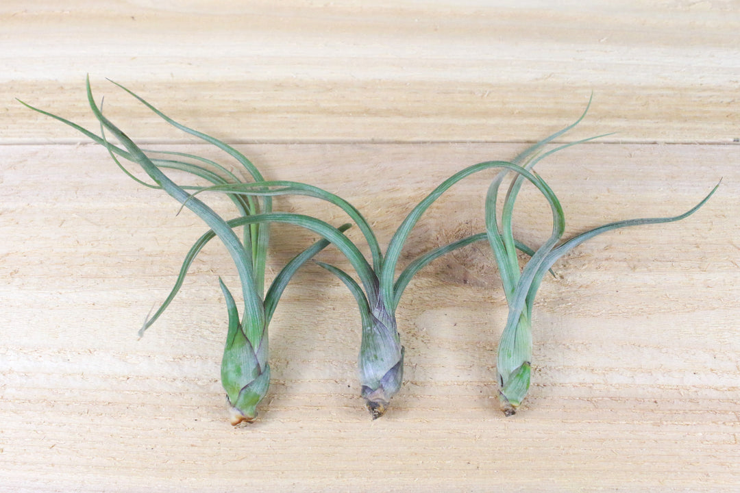 three tillandsia baileyi air plants