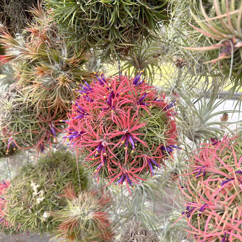 Blushing and Blooming Tillandsia Ionantha Rubra Hanging Clusters with Wire Hook