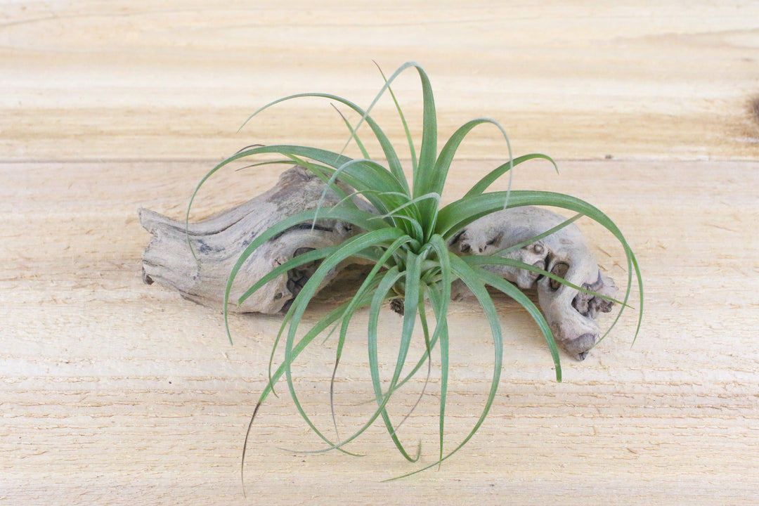 tillandsia concolor air plant