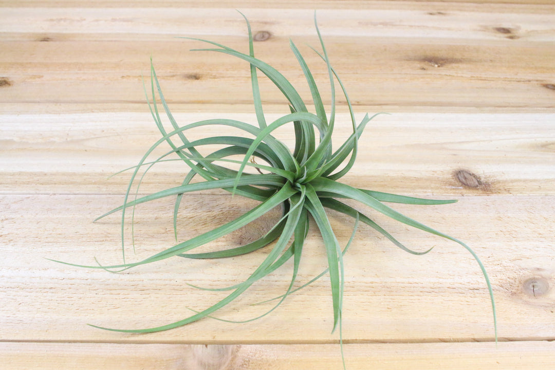 Tillandsia Cuicatlán Air Plant - Collector's Variety Tillandsia