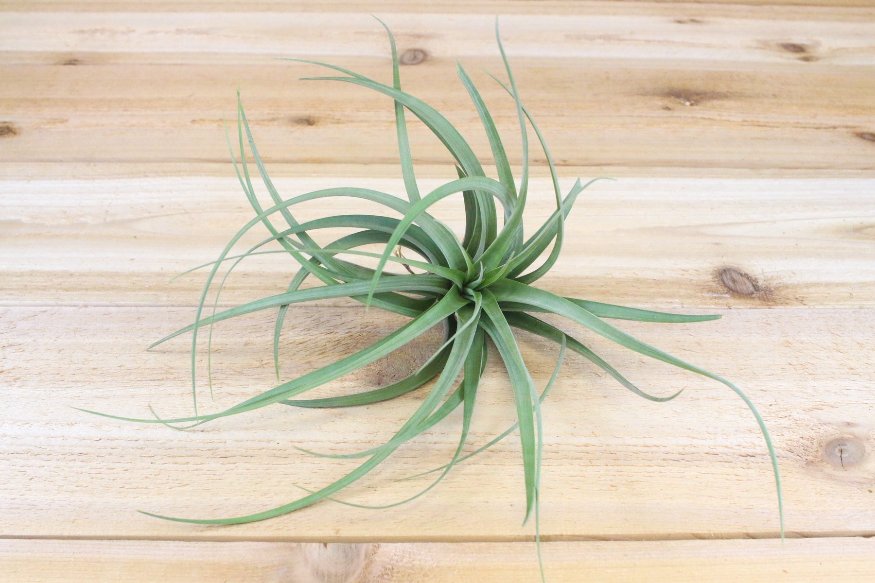 concolor air plant Wholesale Tillandsia Concolor Air Plants – Air Plant Shop