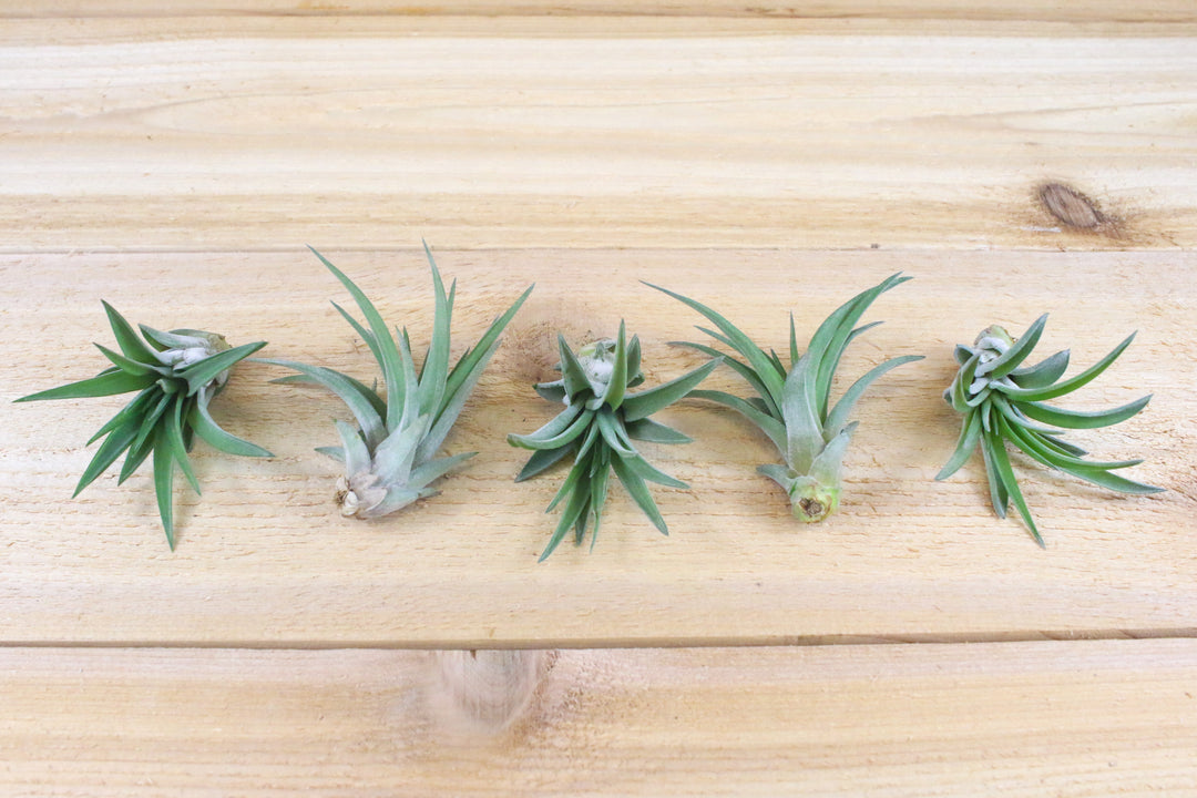 five tillandsia velutina air plants