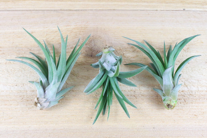 tillandsia velutina air plants