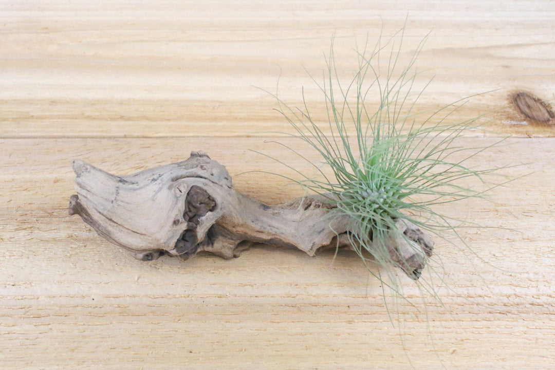 tillandsia argentea thin air plant