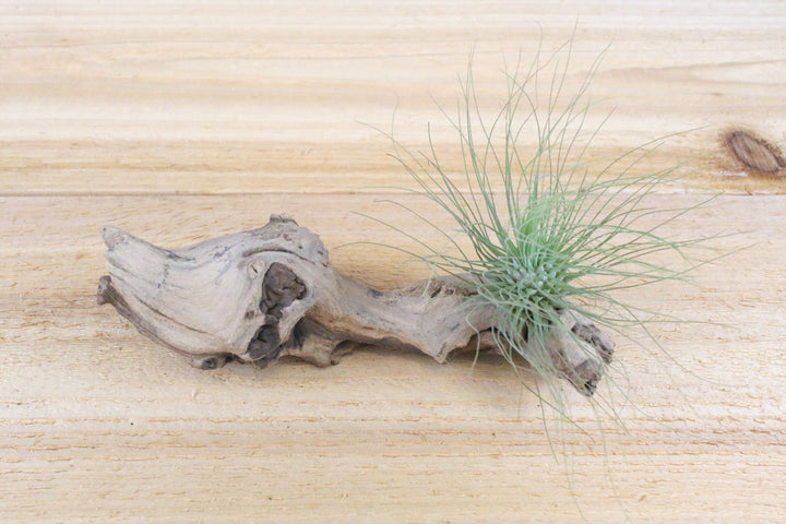 Tillandsia Argentea Thin - 'Fuchsii v Gracilis ' Air Plant