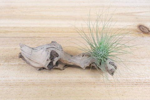 air plant argentea tillandsia Wholesale Tillandsia Argentea Thin Air Plants – Air Plant Shop