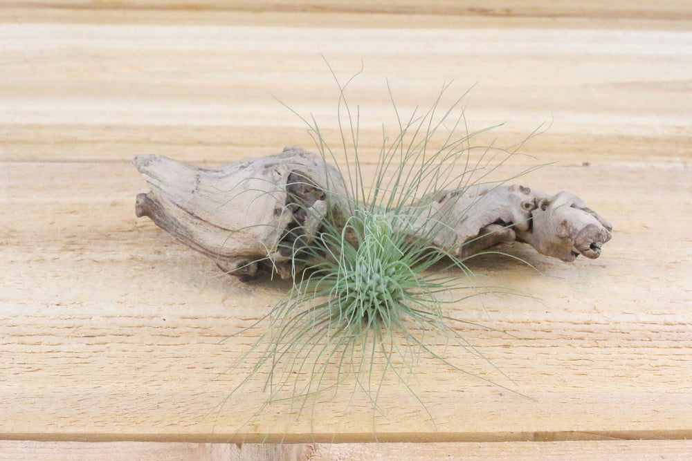 Tillandsia Argentea Thin Air Plants