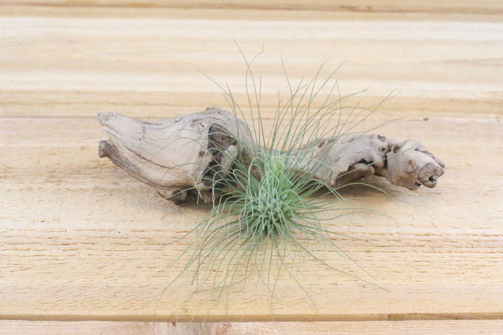 Tillandsia Argentea Thin - 'Fuchsii v Gracilis ' Air Plant