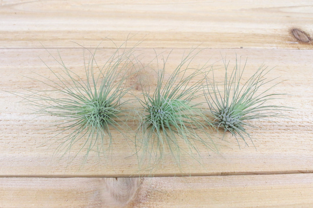 Three Tillandsia Argentea Thin Air Plants