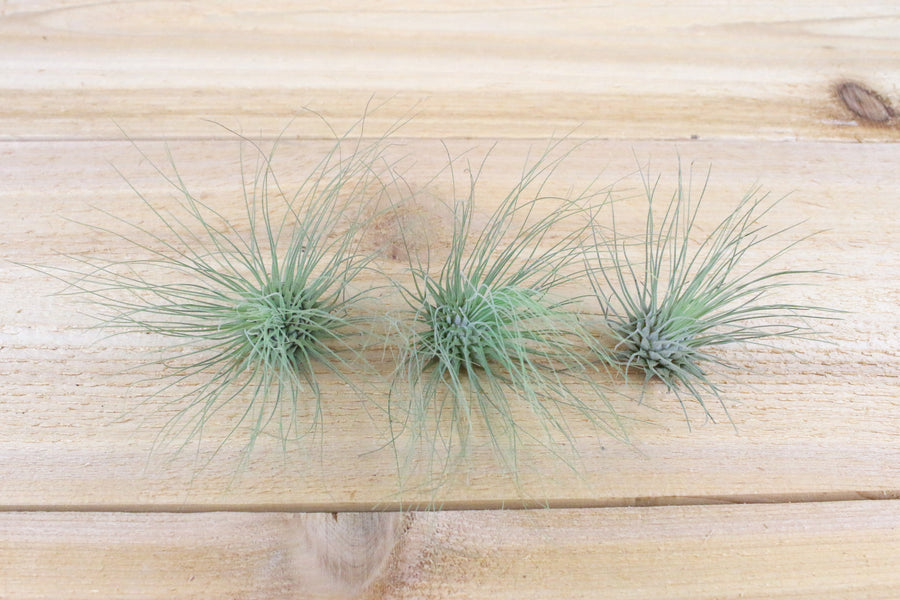 three tillandsia argentea thin air plants