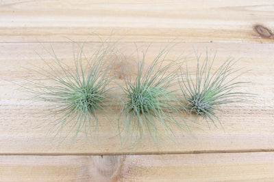 three tillandsia argentea thin air plants