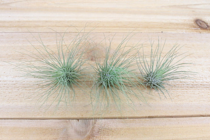 tillandsia argentea thin air plants