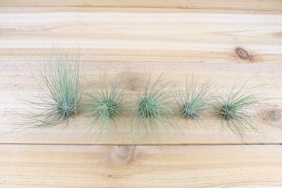 Five Tillandsia Argentea Thin Air Plants