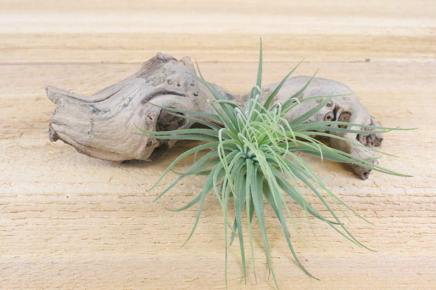 magnusiana air plant Tillandsia Magnusiana Air Plants – Air Plant Shop