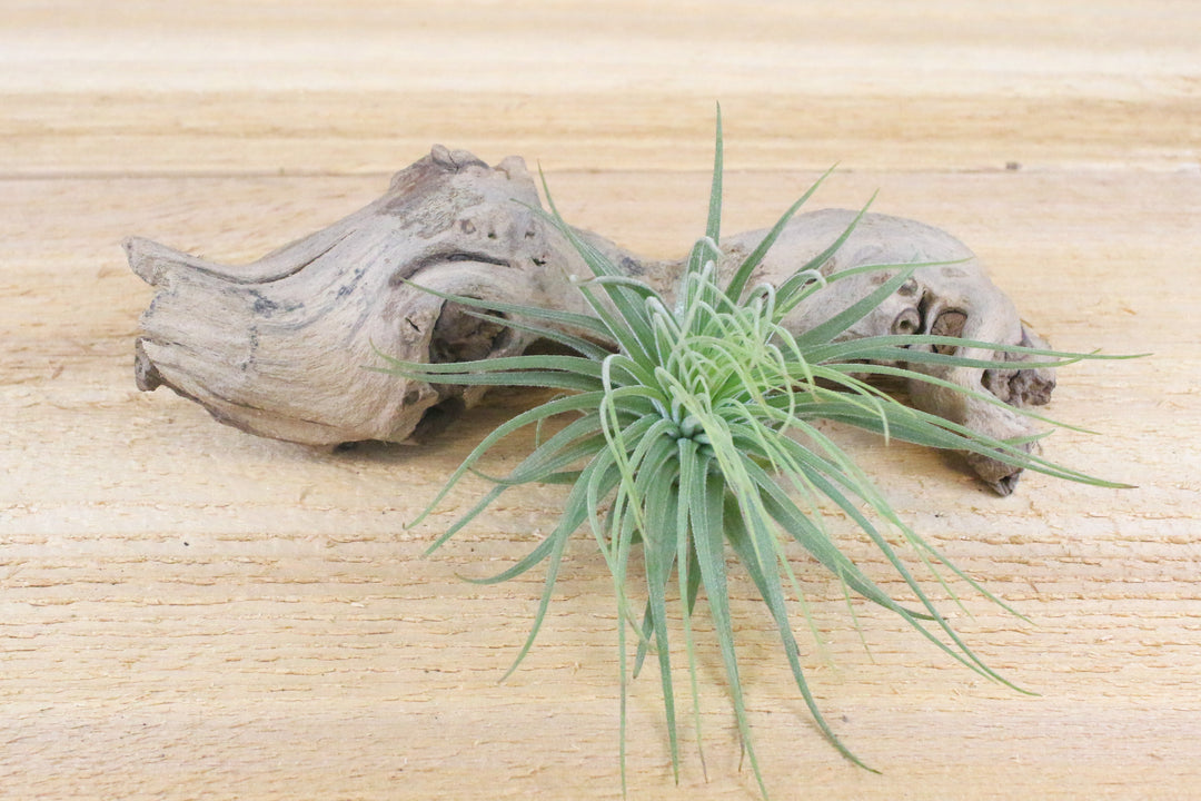 tillandsia magnusiana air plant