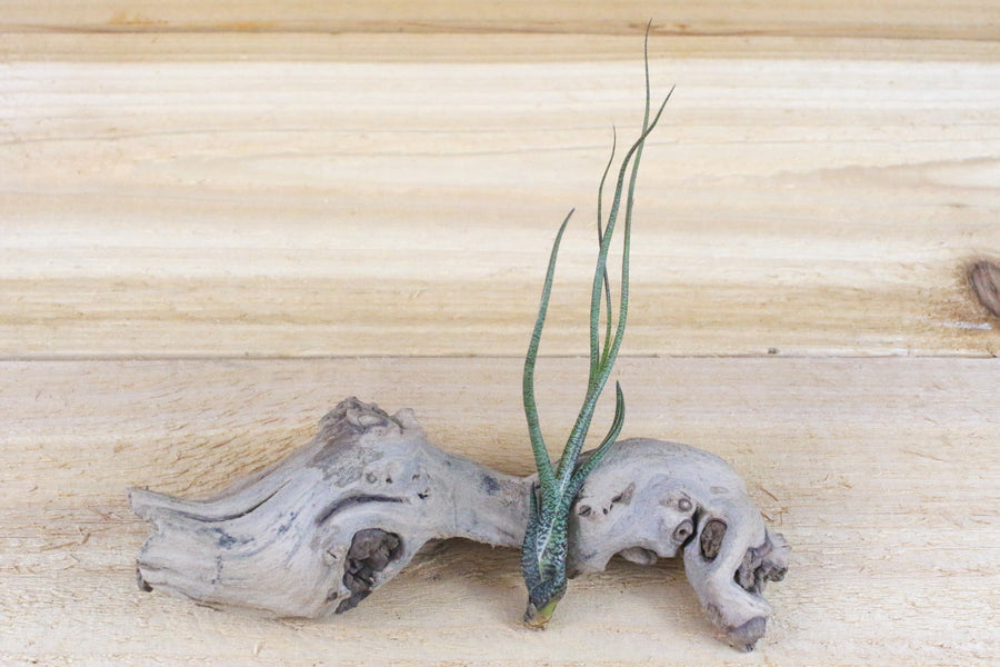 tillandsia butzii air plant