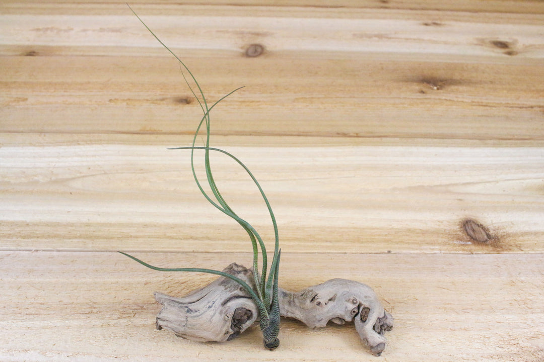 tillandsia butzii air plant