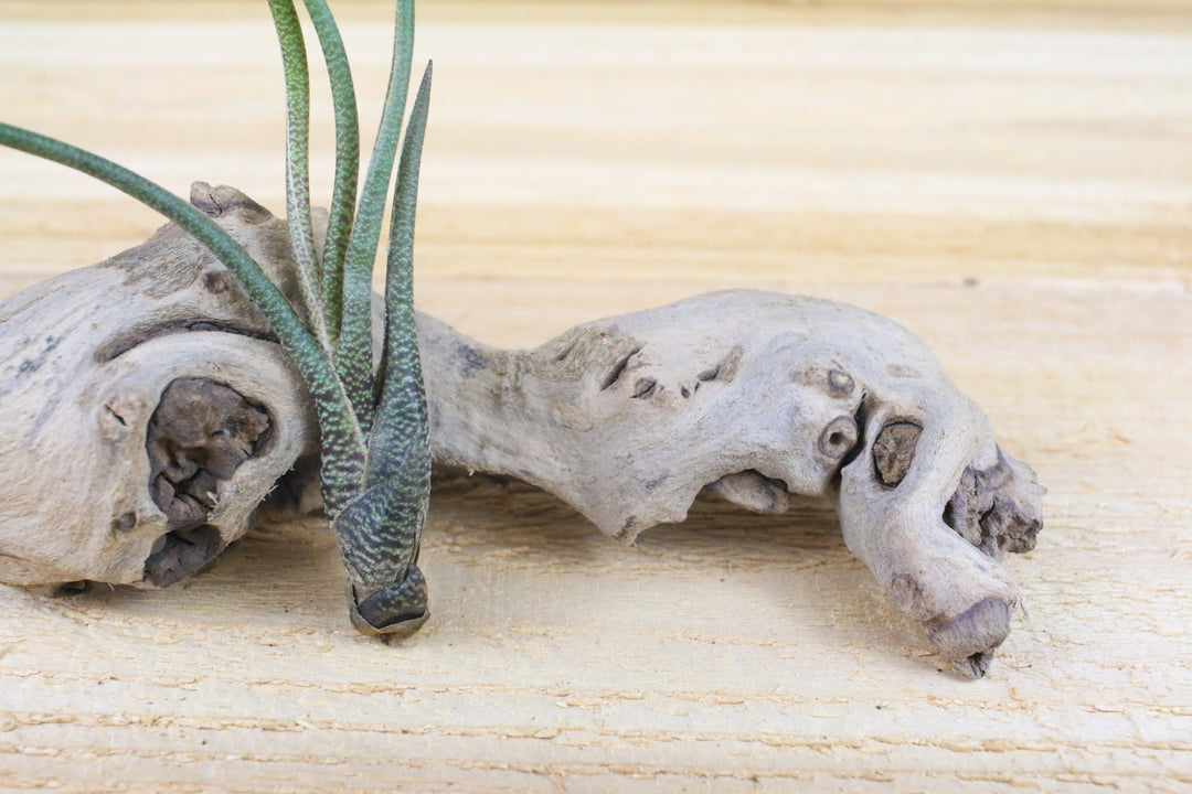 Close up of a  Tillandsia Butzii Air Plant