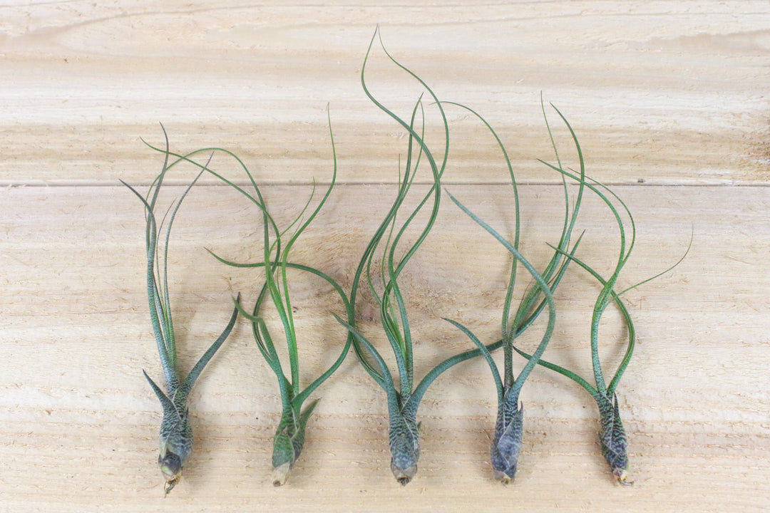 5 tillandsia butzii air plants