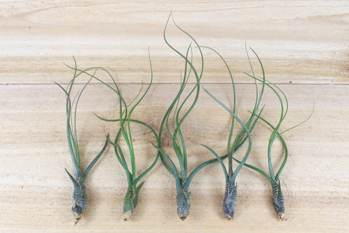 5 tillandsia butzii air plants