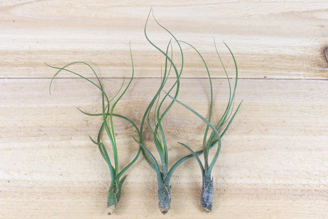 three tillandsia butzii air plants