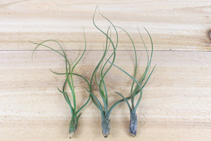 three tillandsia butzii air plants