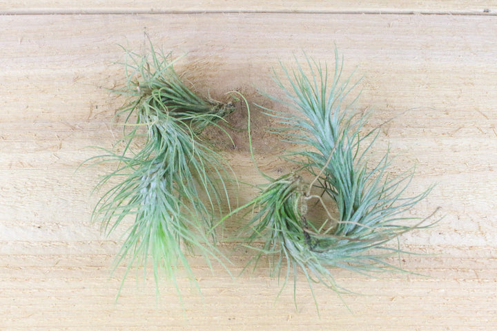 funckiana air plant Wholesale Tillandsia Funkiana Air Plants – Air Plant Shop