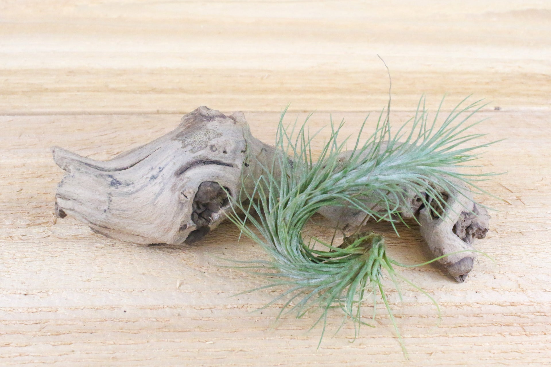 funckiana air plant care Tillandsia Funckiana Air Plants – Air Plant Shop