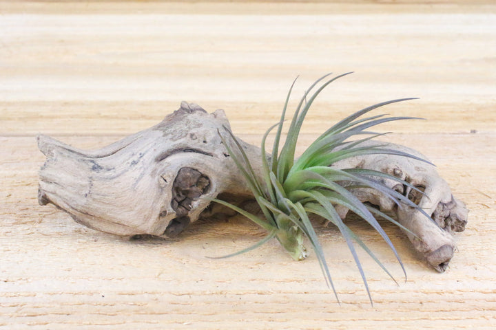 Tillandsia Tenuifolia Air Plant