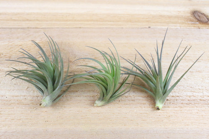 tillandsia tenuifolia air plants