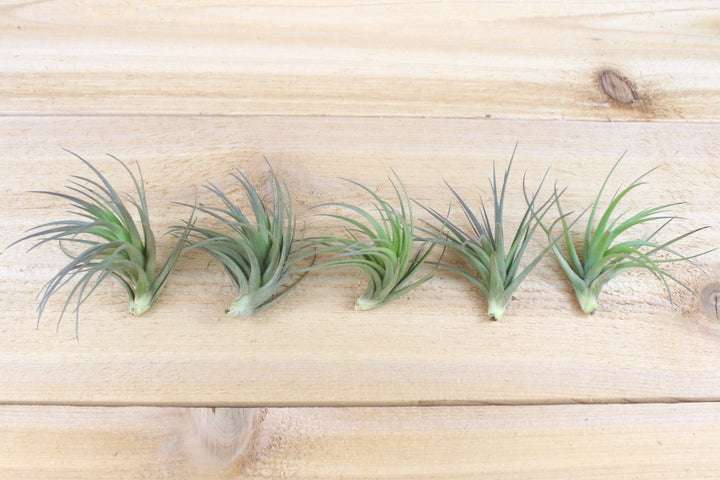 five tillandsia tenuifolia air plants