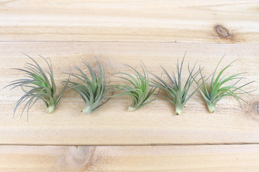 Five Tillandsia Tenuifolia Air Plants