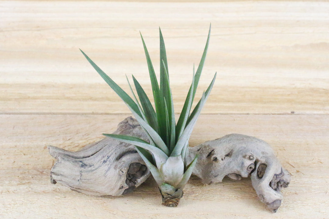 Large Tillandsia Fasciculata Tricolor 'Golden Torch' Air Plant