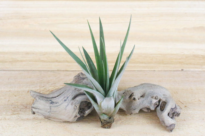 Large Tillandsia Fasciculata Tricolor 'Golden Torch' Air Plant