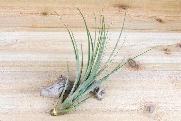 tillandsia fasciculata air plant